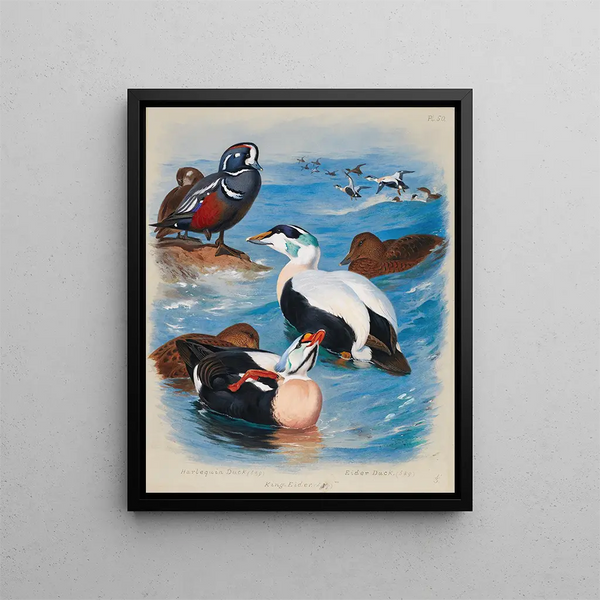Ducks harlequins and eiders - Archibald Thorburn — framed artwork on a wall