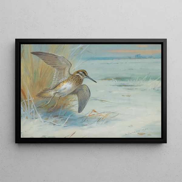 Bécassine in flight - Archibald Thorburn — framed artwork on a wall