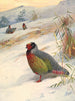 Perdrix de sang de Kusers - Archibald Thorburn — artwork view