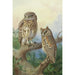 Reproduction of the painting Owl Chevêche and Little Owl - Archibald Thorburn
