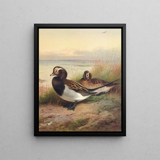 Archibald Thorburn - LongTailed Duck Summer.webp