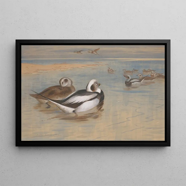 Long-tailed Ducks - Archibald Thorburn — framed artwork on a wall