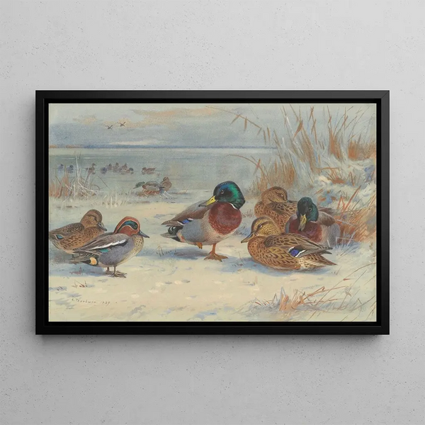 Mallard and teal duck in the snow - Archibald Thorburn — framed artwork on a wall