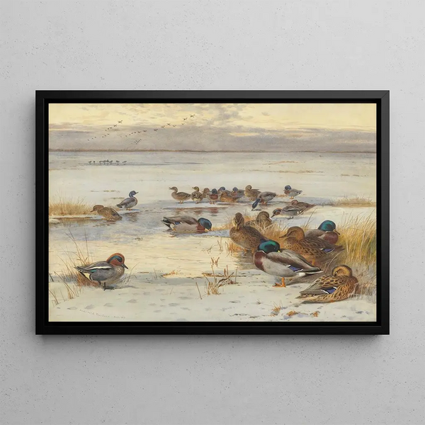 Mallard and Teal on a snowy marsh - Archibald Thorburn — framed artwork on a wall