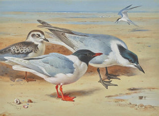 a Mouette mélanocéphale and juvenile with Sandwich terns on a beach - Archibald Thorburn — artwork view