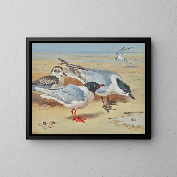 a Mouette mélanocéphale and juvenile with Sandwich terns on a beach - Archibald Thorburn — framed artwork on a wall