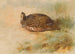 Perdrix - Archibald Thorburn — artwork view