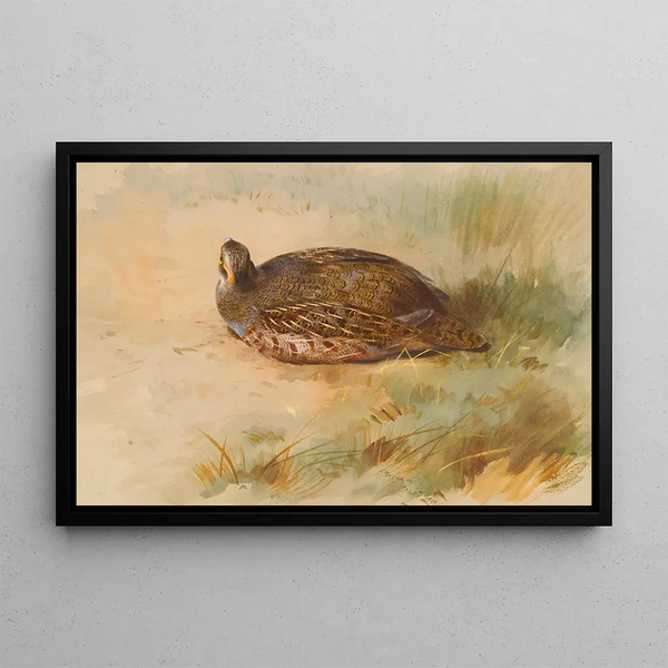 Perdrix - Archibald Thorburn — framed artwork on a wall