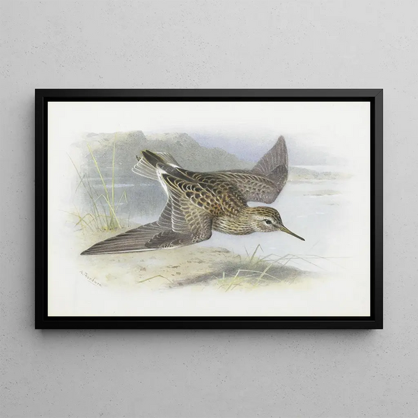 Bécasseau à poitrine cendrée - Archibald Thorburn — framed artwork on a wall