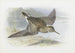 Bécasseau à poitrine cendrée - Archibald Thorburn — artwork view