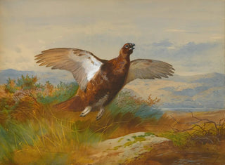 Grouse rouge en vol - Archibald Thorburn — artwork view