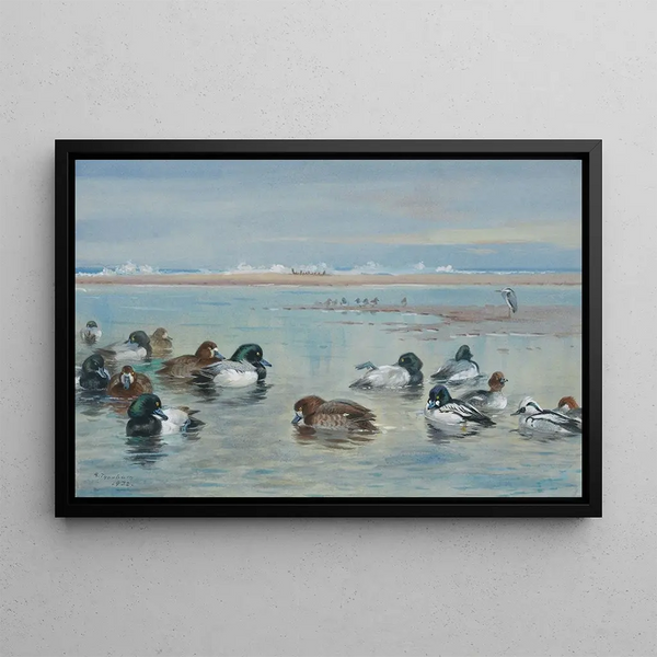 Fuligule morillon and harle piette - Archibald Thorburn — framed artwork on a wall