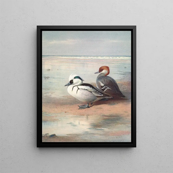 Smew - Archibald Thorburn — framed artwork on a wall