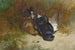 a still life of a pair of capercaillies - Archibald Thorburn — artwork view