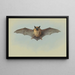 Study of a Common Pipistrelle - Archibald Thorburn — framed artwork on a wall