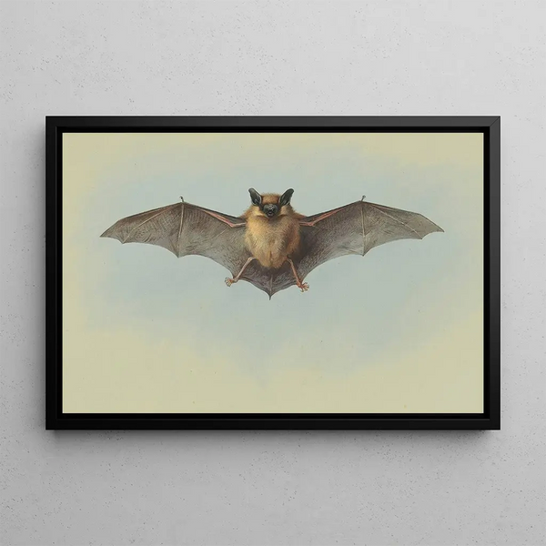 Study of a Common Pipistrelle - Archibald Thorburn — framed artwork on a wall