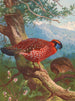 Tragopan de Temmincks - Archibald Thorburn — artwork view