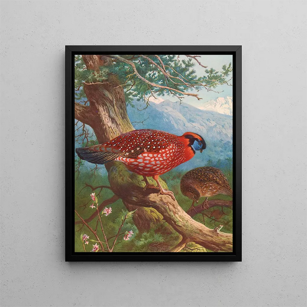 Tragopan de Temmincks - Archibald Thorburn — framed artwork on a wall