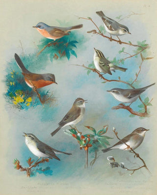 Archibald Thorburn - Warbler And Wrens.webp