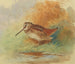 Bécasse au bord de l'eau - Archibald Thorburn — artwork view