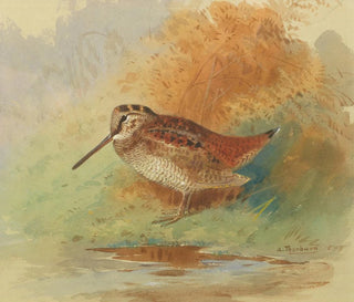 Bécasse au bord de l'eau - Archibald Thorburn — artwork view