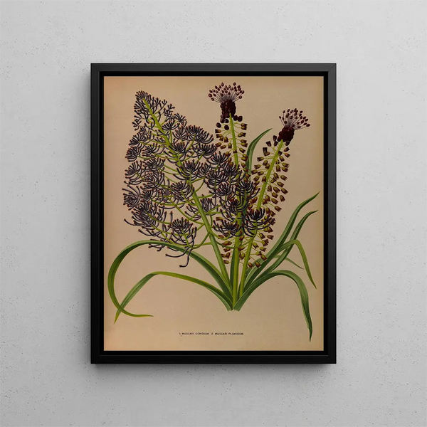 Beautiful muscari 2 Muscari à plumes - Arentina Hendrica Arendsen — framed artwork on a wall