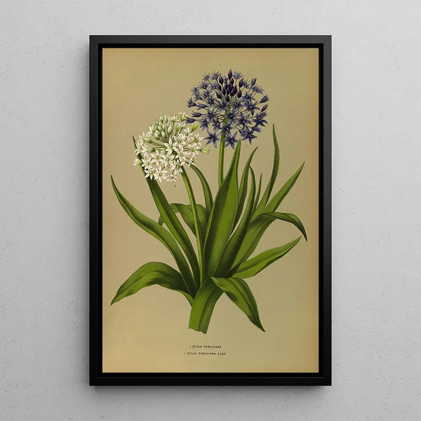 Scilla Peruviana 2 Scilla Peruviana Alba - Arentina Hendrica Arendsen — framed artwork on a wall