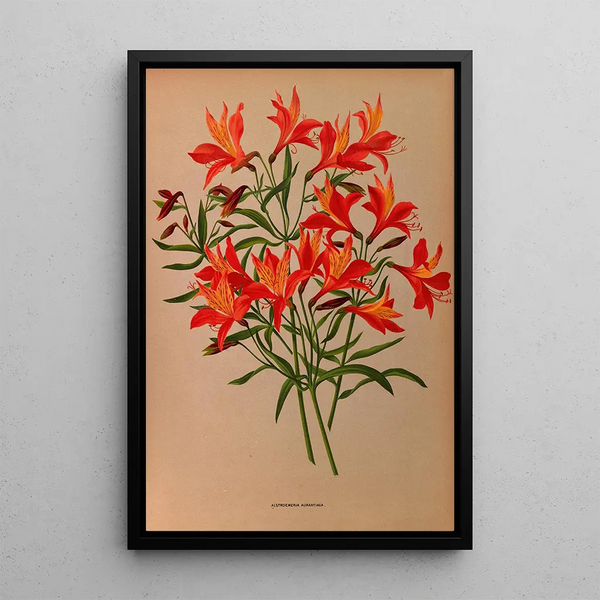 Alstroemeria Aurantiaca - Arentina Hendrica Arendsen — framed artwork on a wall