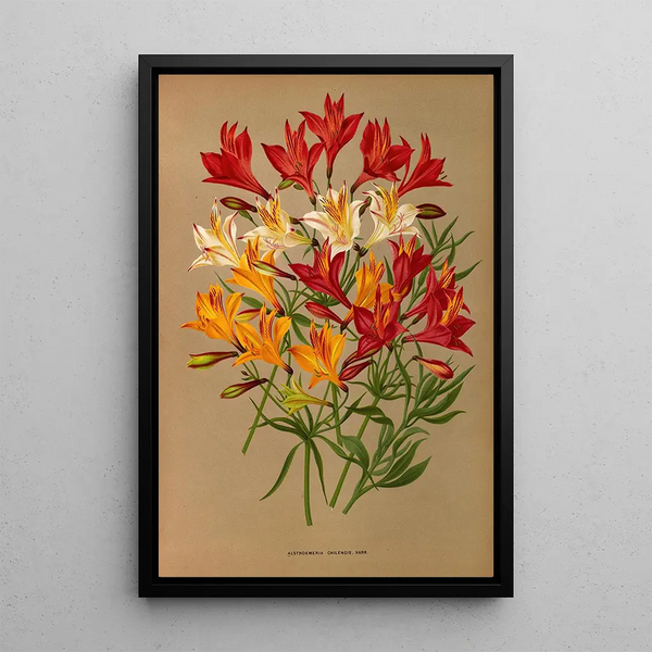 Reproduction of the painting Alstroemeria Chilensis Varr - Arentina Hendrica Arendsen
