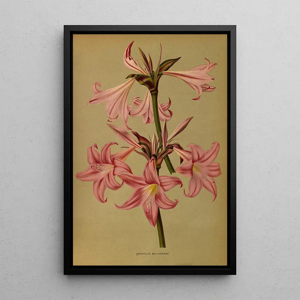 Reproduction of the painting Amaryllis Belladonna - Arentina Hendrica Arendsen
