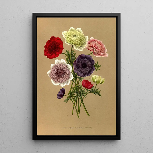 Reproduction of the painting Anemone Coronaria Fl Pl Double Anemones - Arentina Hendrica Arendsen