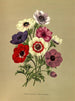 Anémone coronaria Simple Anemones - Arentina Hendrica Arendsen — artwork view