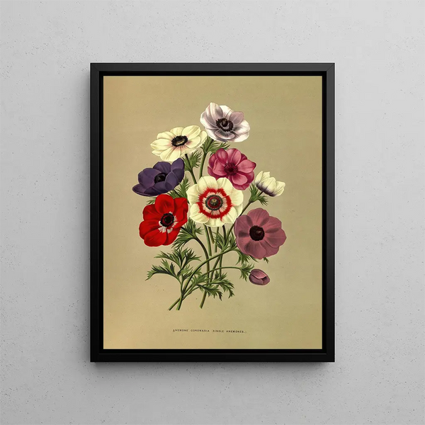 Anémone coronaria Simple Anemones - Arentina Hendrica Arendsen — framed artwork on a wall