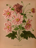Anémone japonica Rosea - Arentina Hendrica Arendsen — artwork view