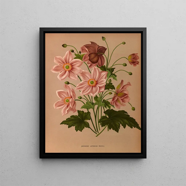 Anémone japonica Rosea - Arentina Hendrica Arendsen — framed artwork on a wall