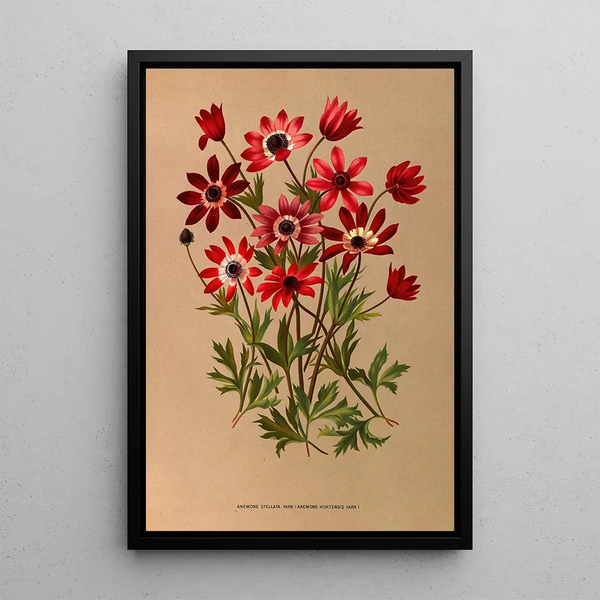 Reproduction of the painting Anémone Stellata Varr Anémone Hortensis Varr - Arentina Hendrica Arendsen
