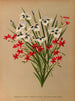 Anomatheca Cruenta, Vieusseuxia Pavonia, Iris Pavonia, Morea Pavonia - Arentina Hendrica Arendsen — artwork view