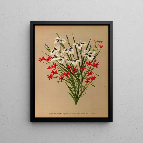 Anomatheca Cruenta, Vieusseuxia Pavonia, Iris Pavonia, Morea Pavonia - Arentina Hendrica Arendsen — framed artwork on a wall