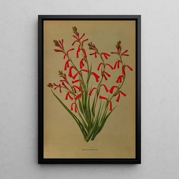 Reproduction of the painting Bravoa Geminiflora - Arentina Hendrica Arendsen
