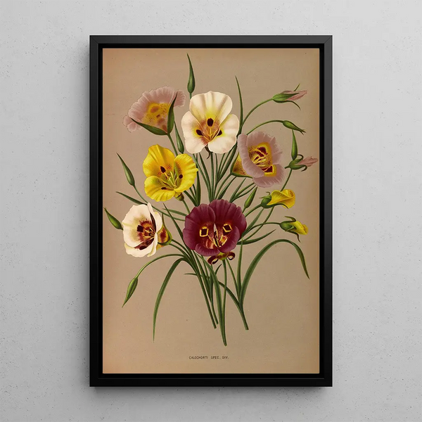 Reproduction of the painting Calochorti Spec Div - Arentina Hendrica Arendsen