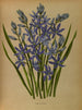 Camassia esculenta - Arentina Hendrica Arendsen — artwork view