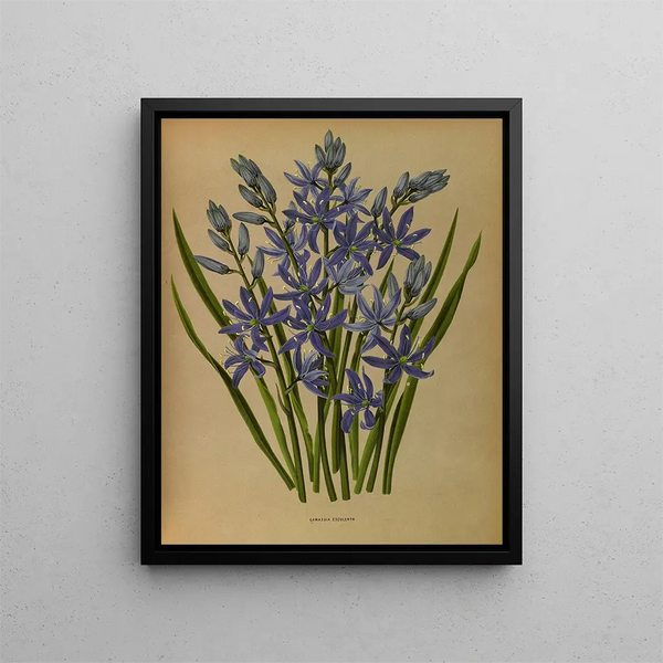 Camassia esculenta - Arentina Hendrica Arendsen — framed artwork on a wall