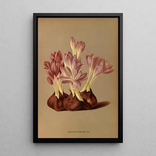 Arentina Hendrica Arendsen - Colchicum Byzantinum Varr.webp