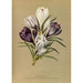 Reproduction of the painting Crocus Vernus Var - Arentina Hendrica Arendsen