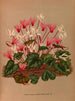 Cyclamen de printemps Cyclamen de printemps Fleur blanche - Arentina Hendrica Arendsen — artwork view