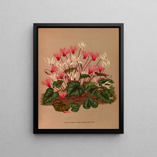 Arentina Hendrica Arendsen - Cyclamen Vernum Cyclamen Vernum Flore Albo.webp