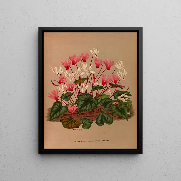 Cyclamen de printemps Cyclamen de printemps Fleur blanche - Arentina Hendrica Arendsen — framed artwork on a wall