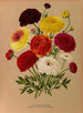 Renoncule double française - Arentina Hendrica Arendsen — artwork view