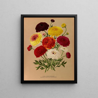 Renoncule double française - Arentina Hendrica Arendsen — framed artwork on a wall