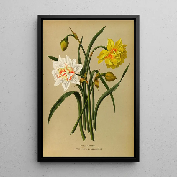 Narcisse Double 1 Orange Phoenix 2 Incomparabilis - Arentina Hendrica Arendsen — framed artwork on a wall